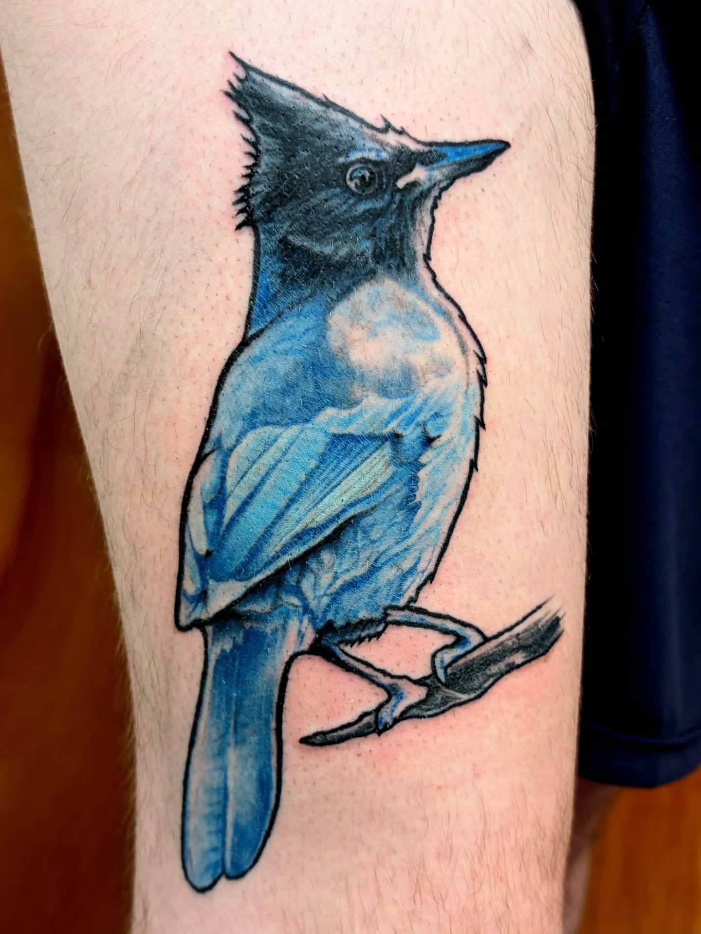 Blue jay bird tattoo in blue and black ink